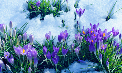 Spring flowers budding through thawing snow.