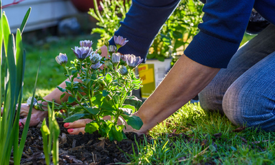 Landscaping and Curb Appeal