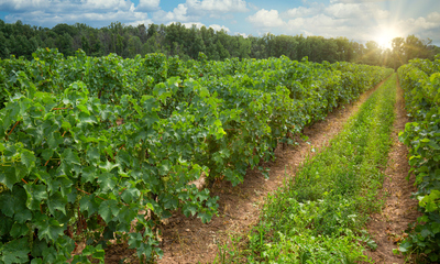 Vineyard in Niagara-on-the-Lake