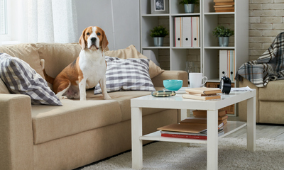 Beagle on a Couch