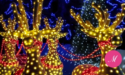 Festival of Lights Reindeer