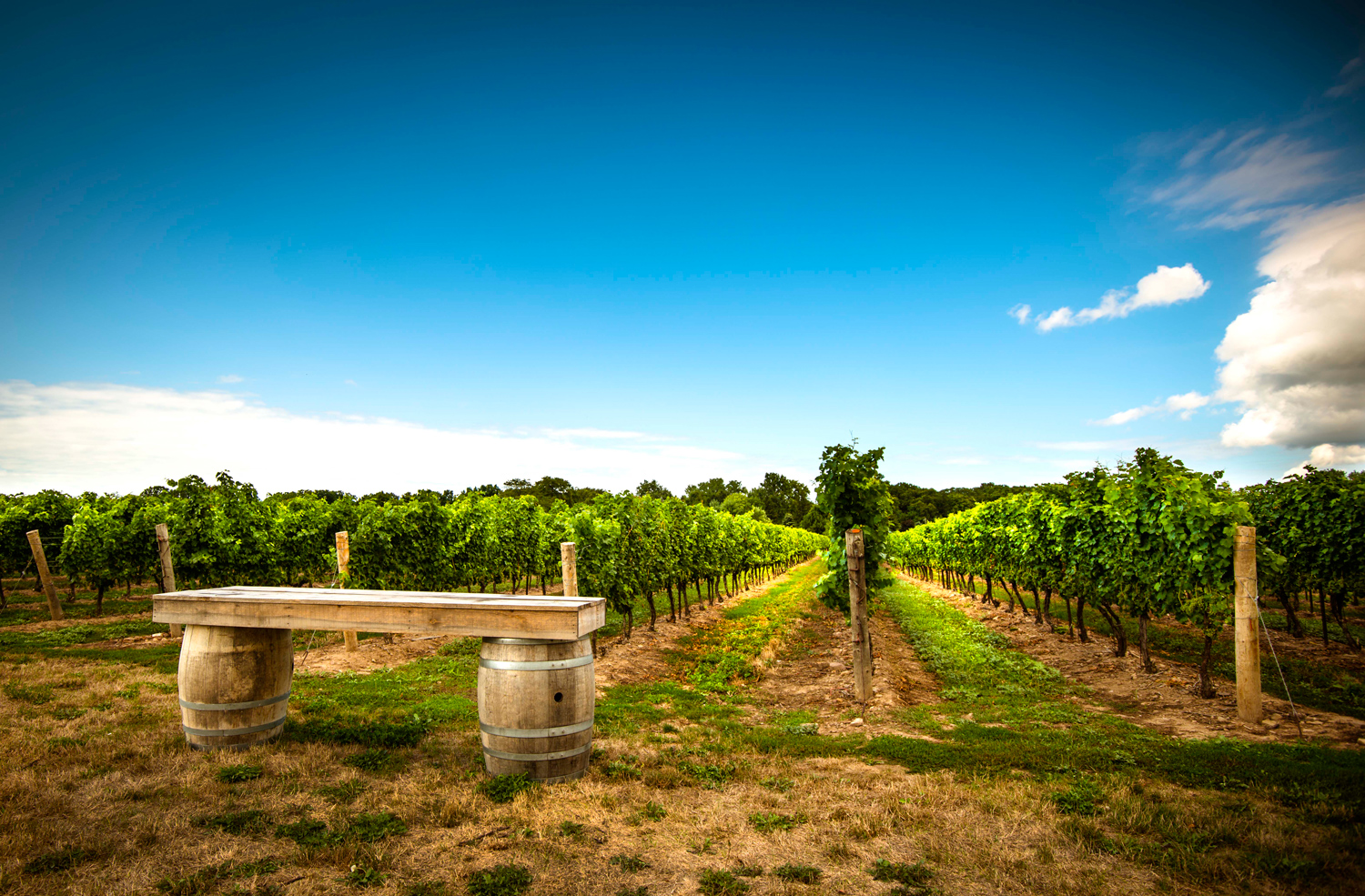 Wineries in niagara